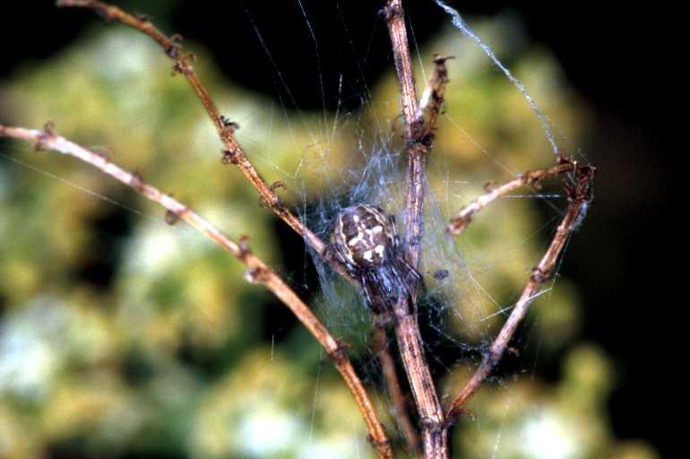 Larinioides_cornutus_P1477_Z_76_Les Gris_Frankrijk.jpg